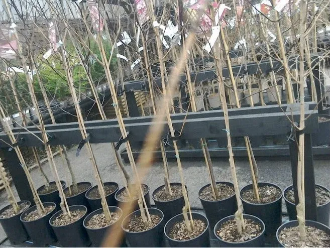 Prunus Royal Burgundy