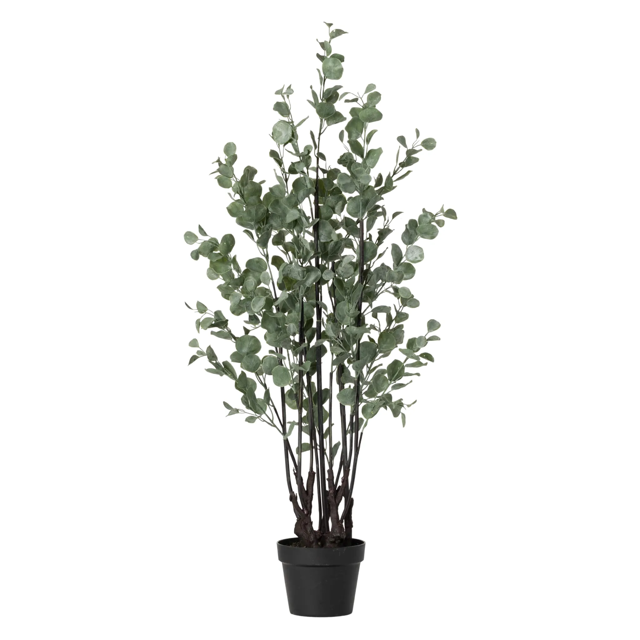 Robust Potted Eucalyptus Tree