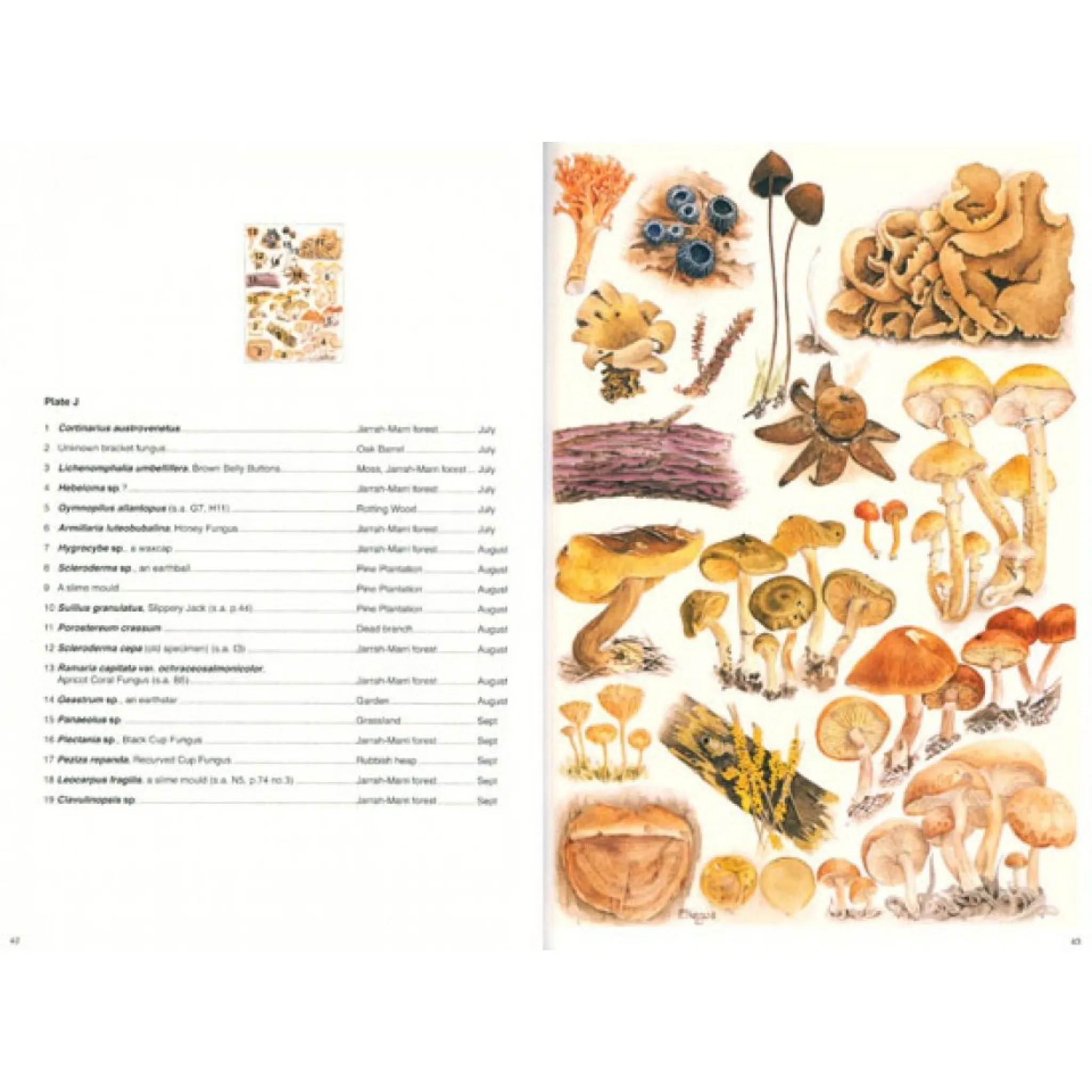 The Magical World of Fungi
